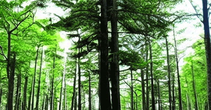 Global Smartphone E-waste