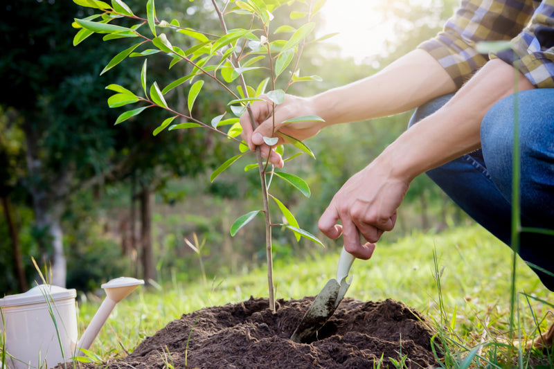 planting-trees-circular-initiative